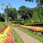 Botanical_Garden_of_Peradeniya_03