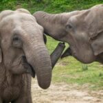 Minneriya-Safari-Tour-730x496