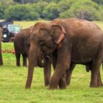 Wildlife-Safari-Sri-Lanka-1-730x496