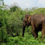 yala-national-park-srilanka